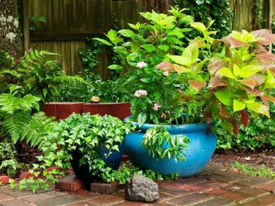 Tomá nota: las plantas que conviene sembrar en enero para tener un jardín saludable