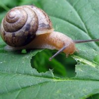 No gastes de más: 5 formas baratas para mantener alejados a los caracoles de tus plantas en el jardín