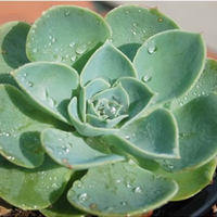 5 plantas para jardines extremadamente secos y que resisten el sol directo