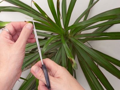 El truco para reproducir eternamente la palmera de interior más hermosa