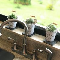 Suculentas: cuáles son las variedades más aconsejadas para tener en la cocina