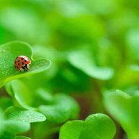 Parece molesto, pero es clave: el insecto que protege tus plantas en silencio