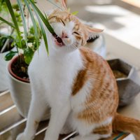 Evitá a toda costa estas plantas tóxicas si tenés gatos en casa