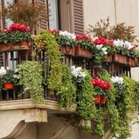 El frío llegó con todo: conocé las plantas de jardín que toleran las más bajas temperaturas