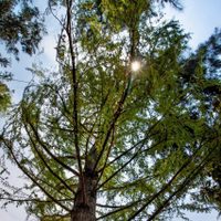 En esta fecha será sembrado el ahuehuete en la glorieta de Paseo de la Reforma