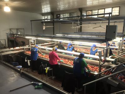 La empresa Cervi retomó su actividad, luego del devastador incendio