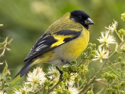 Curiosidades de los cabecitas negras, los pájaros cantores que vuelan en bandada