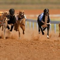 Cámara de Diputados de Chile rechazó un proyecto de ley que prohibía carreras de perros