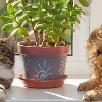 Todos quieren tener esta planta por su belleza y su aroma, pero si tenés mascotas deberías tener mucho cuidado