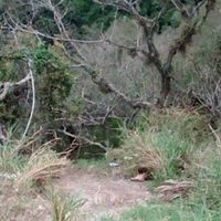 Otro descuartizado en Michoacán; van siete en este 2018