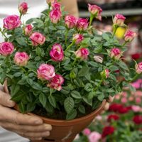 Rosas infinitas en tu jardín: la técnica de los viveristas para propagar tu planta favorita