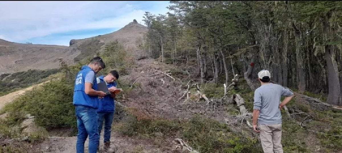 Personal de la Fiscalía Ambiental y deGuardafaunas de la provincia constató la tala no autorizada de 47 lengas. Fuente: (RSM)