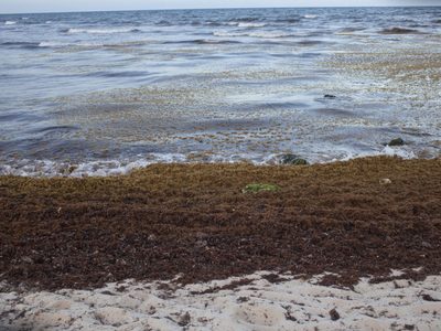El Mar de los Sargazos evoluciona de vivero natural a zona muerta