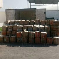 Decomisan más de tres toneladas de langosta y carne de tortuga marina en Ensenada