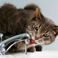 Cómo reconocer un golpe de calor en gatos