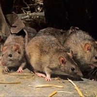 El Ministerio de Salud confirmó un caso de hantavirus en San Martín de los Andes