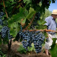 El regreso triunfal de la uva criolla