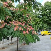 La planta de exóticas flores que crece como árbol y es perfecta para jardines grandes