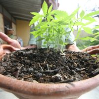 Ventajas de la legalización de la mariguana