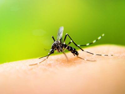 Despedite de los mosquitos gracias a estas 5 plantas