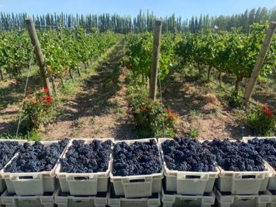 Exponentes de vinos patagónicos en el mes del Pinot Noir