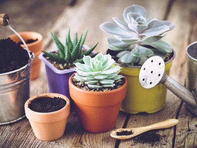 Suculentas: secretos para saber cuándo hay que cambiarlas de maceta