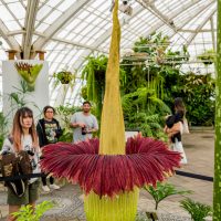 ¿Es posible cultivar la flor más apestosa del mundo?: detalles de este desafío