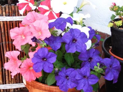 La hermosa planta compacta que transforma tus macetas en un estallido de color y sin esfuerzo