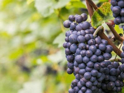 Pinot Noir con burbujas para conmemorar el mes de esta cepa