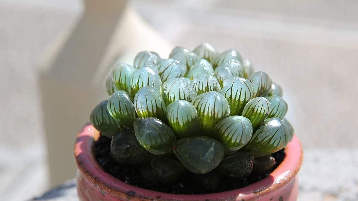 Haworthia Cooperi. Fuente: (Instagram)