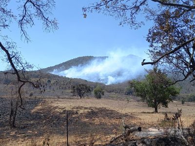 Incendios en Michoacán amenazan el santuario de la mariposa monarca