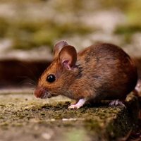 Parques Nacionales pide a turistas cuidarse de los roedores, para evitar el hantavirus
