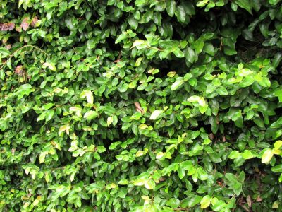 La planta que está en todos los jardines pero que nadie debería plantar jamás