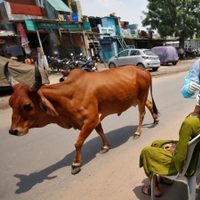 India ya es el segundo país con más casos de coronavirus: superó a Brasil