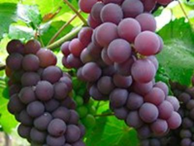 Las uvas rojas tienen mayor concentración de resveratrol, que podría prevenir células cancerígenas