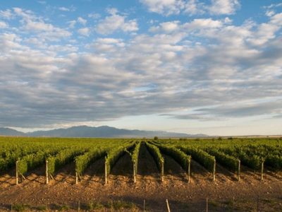 Ciclo virtual sobre vino para fomentar el enoturismo