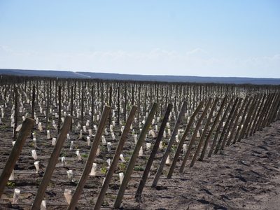 Proyectan construir una bodega en la localidad pampeana de Casa de Piedra