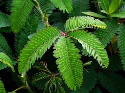 La planta que es confundida como maleza, pero tiene poderes curativos y se cierra sola si la tocás