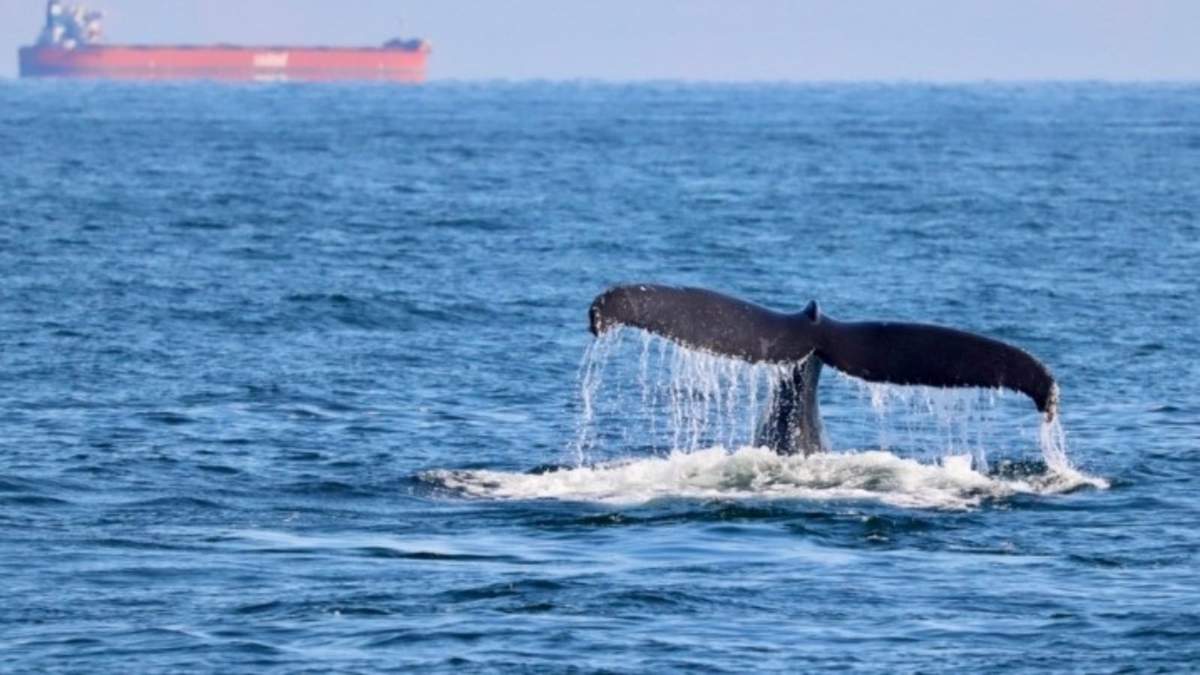 Orcas en la costa atlántica de Canadá