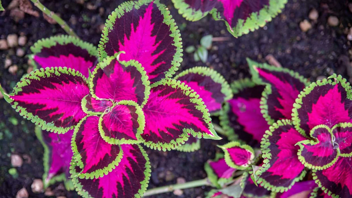 Plantas. Fuente: (Instagram)