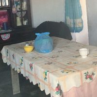Oso negro se mete a un hogar en Galeana, NL; la Profepa lo rescata y reintegra a su hábitat (Video)
