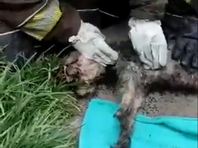 Perro rescatado de incendio es reanimado por bomberos en Iztapalapa (Video)