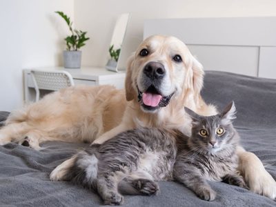 Día del animal: Nicole Neumann, Wanda Nara y otros famosos que hicieron virales a sus mascotas