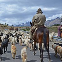 Neuquén: claves para circular durante la trashumancia este fin de semana largo de marzo 2026