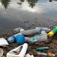 Hongos come plástico podrían ayudar al problema de la contaminación oceánica