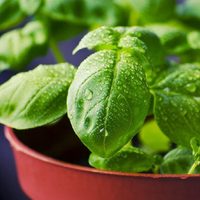 Albahaca gratis: el truco facilísimo y que seguro no conocías para conservarla en casa todo el año