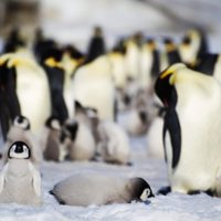 El pingüino emperador estará en grave peligro de extinción en las próximas décadas