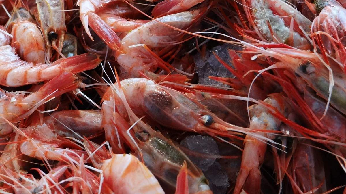 Pesca de langostinos. Fuente: (Twitter)