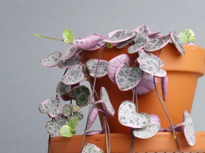 La atractiva suculenta colgante cuyas hojas tienen forma de corazón y que vas a querer tener