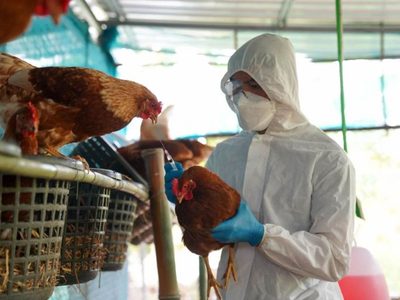 Neuquén reforzó medidas de prevención por casos de gripe aviar